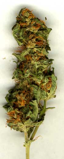 image of a dry, manicured mature female cannabis flower, or bud